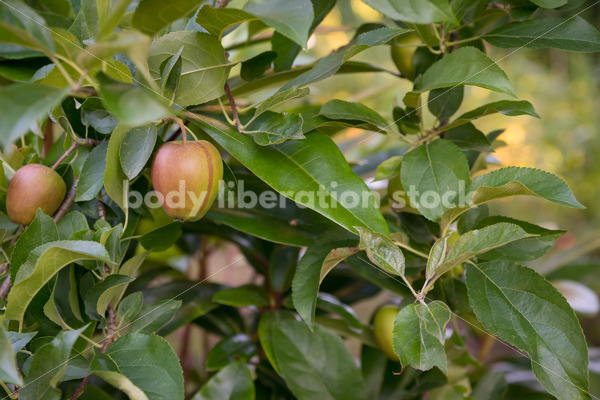 Stock Photo: Red Apples on Tree - Body Liberation Photos
