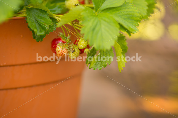 Stock Photo: Summer Strawberries in Planter - Body Liberation Photos