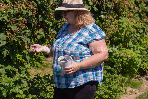 Agriculture Stock Image: Fat Woman Picking Berries - Body Liberation Photos