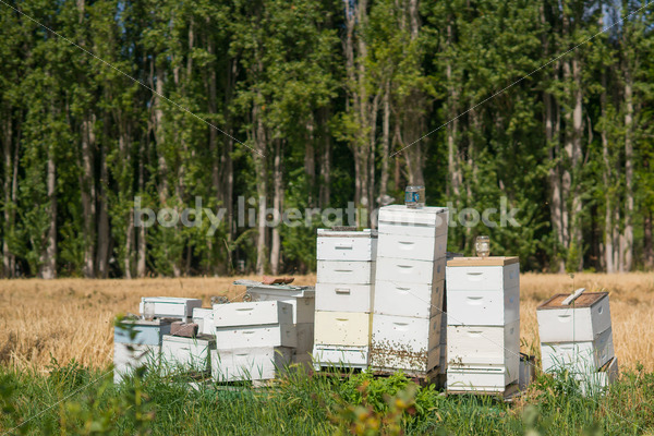 Beehives at berry farm - Body Liberation Photos