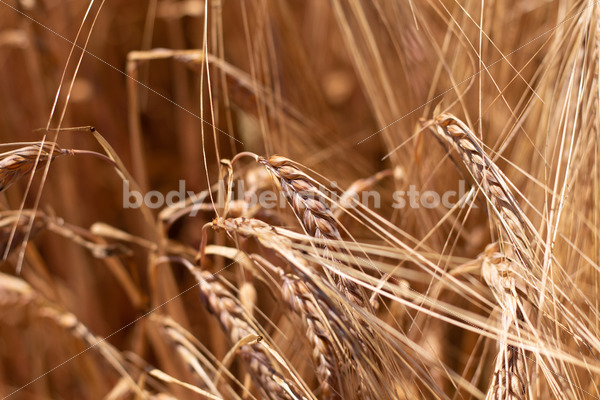 Agriculture Stock Image: Berry Farm - Body Liberation Photos