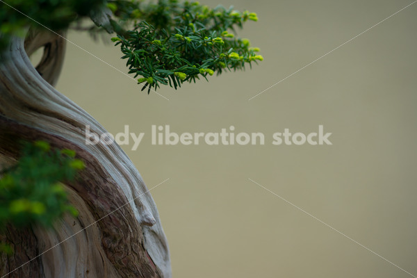 Stock Image: Bonsai Tree - Body Liberation Photos
