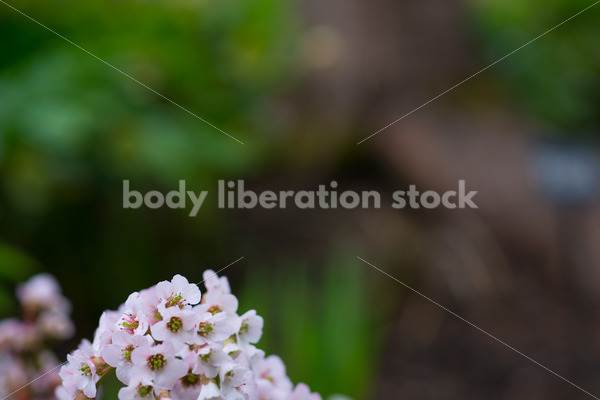 Stock Photo: Spring Garden with Room for Text - Body Liberation Photos