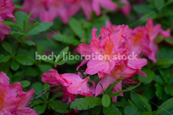Nature Stock Photo: Azalea Flowers in Spring Garden
