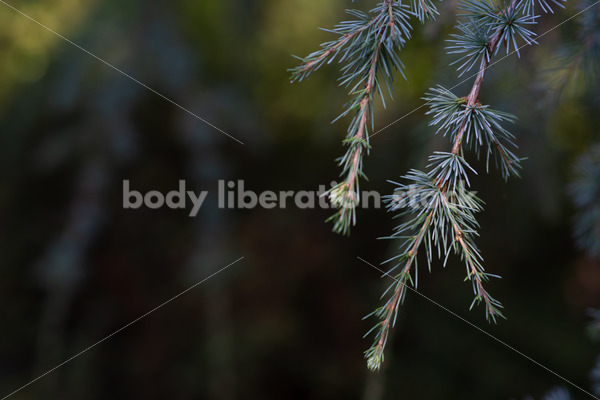Nature Stock Photo: Pine Branch in Botanical Garden